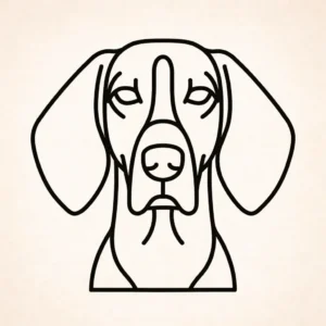 Amerikaanse Engelse coonhound
