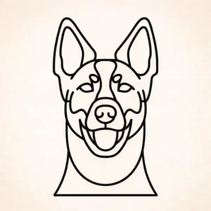 Australische veedrijvershond (cattle dog)