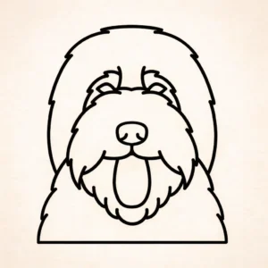 Bearded Collie