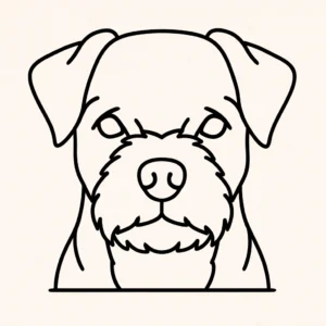 Border terrier