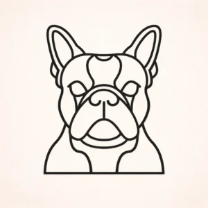Boston terrier