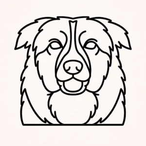 Collie
