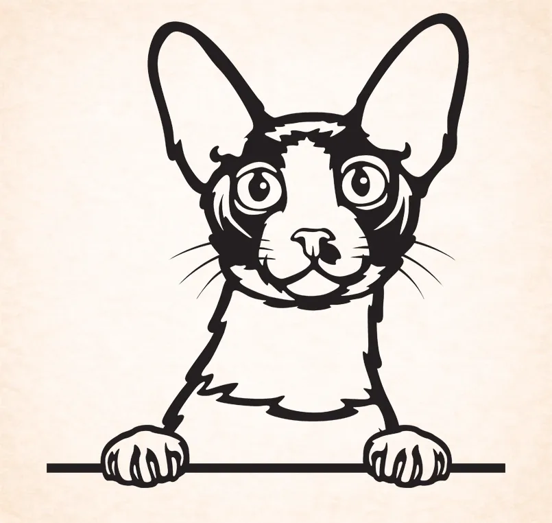 Cornische Rex - Devon Rex