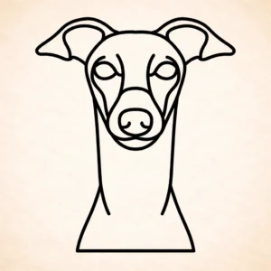 Greyhound