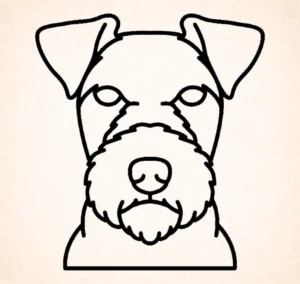 Lakeland terrier