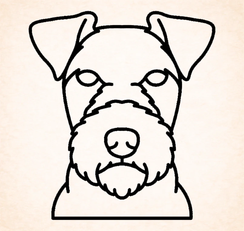 Lakeland terrier