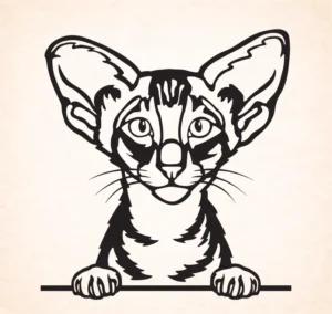 Oriental korthaar