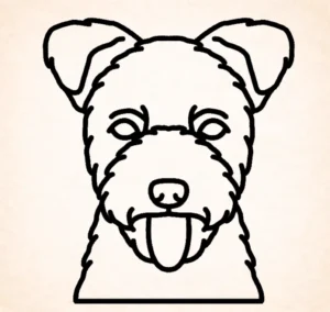 Pumi