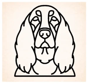 Setter (Gordon)