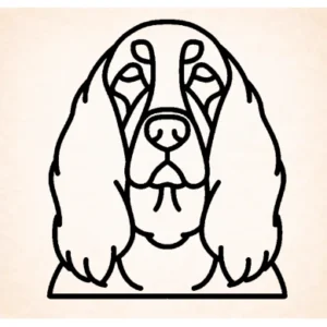Setter (Gordon)