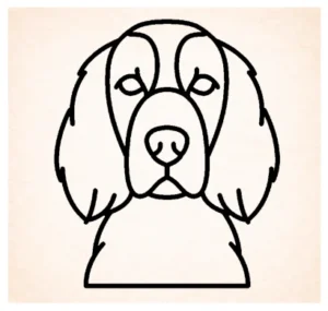 Setter (Ierse rood en wit)