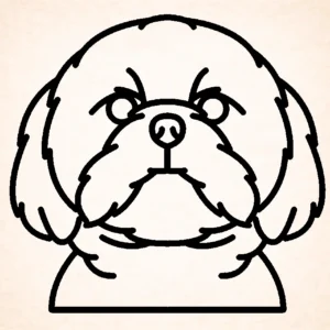Shih tzu