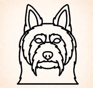 Silky terrier