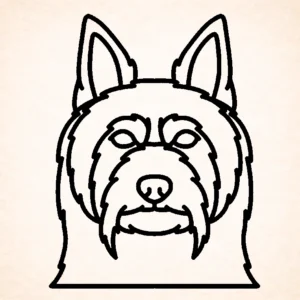 Silky terrier