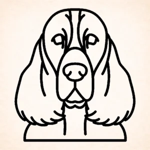 Spaniel (English Springer)