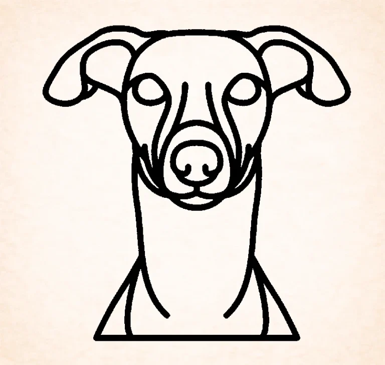 Whippet